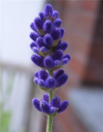 Handzeep lavendel kruidnagel